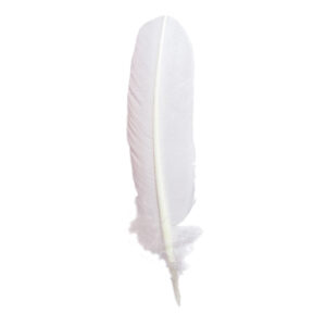 Plume d'oie 28 cm blanche X 10