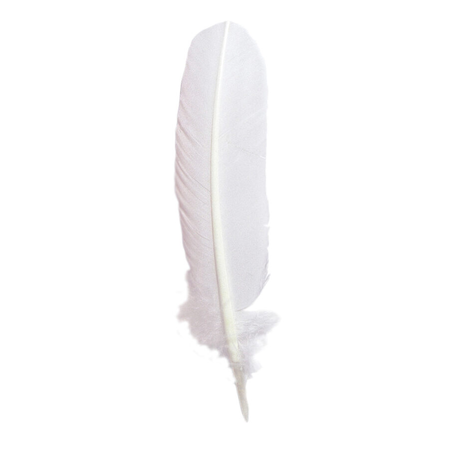 Plume d’oie 28 cm blanche X 10