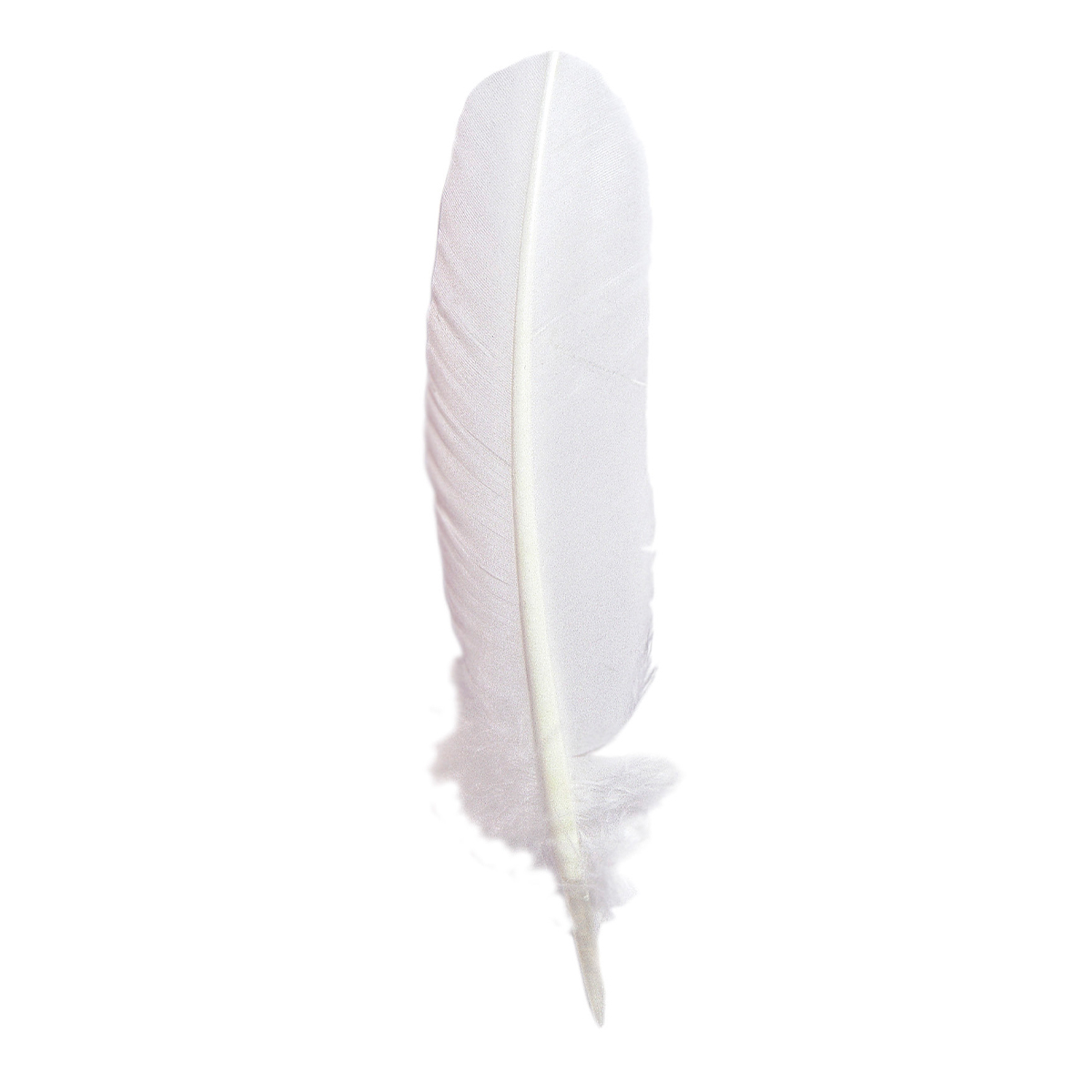 Plume d'oie 28 cm blanche X 10 - Jacques Herbin
